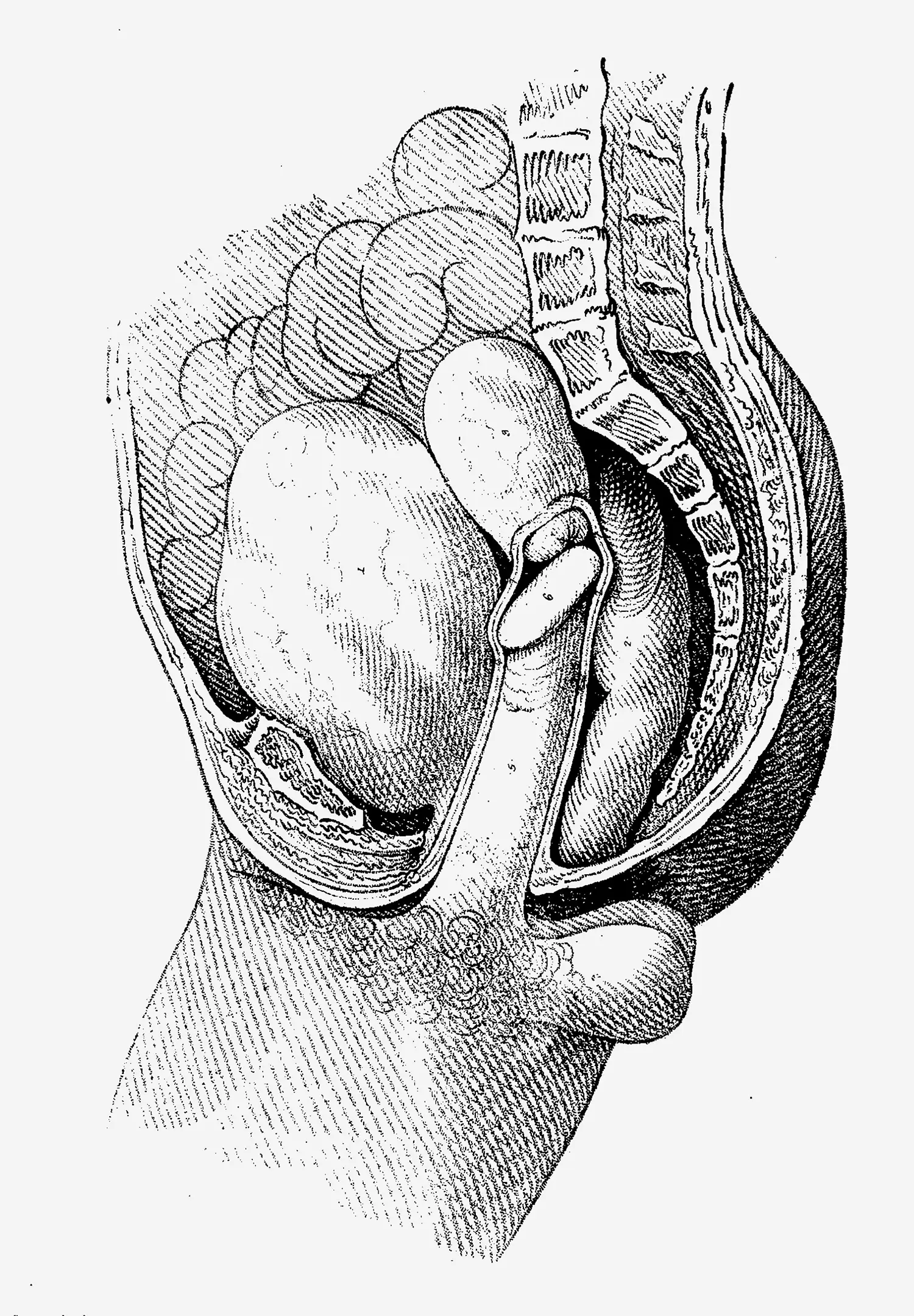 An anatomical drawing focusing on the pelvic region of a single person, displaying both male and female reproductive organs in intercourse. An anatomical drawing focusing on the pelvic region of a single person, displaying both male and female reproductive organs in intercourse.