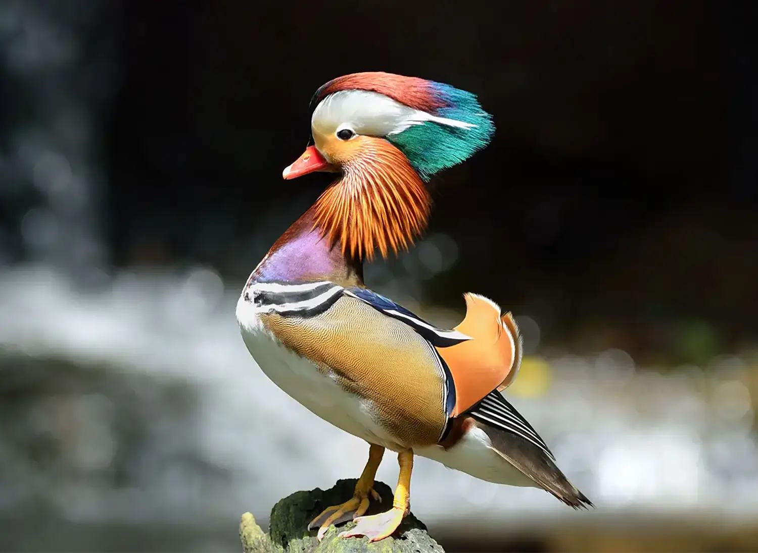 A brightly multi-colored and textured mandarin duck. A brightly multi-colored and textured mandarin duck.
