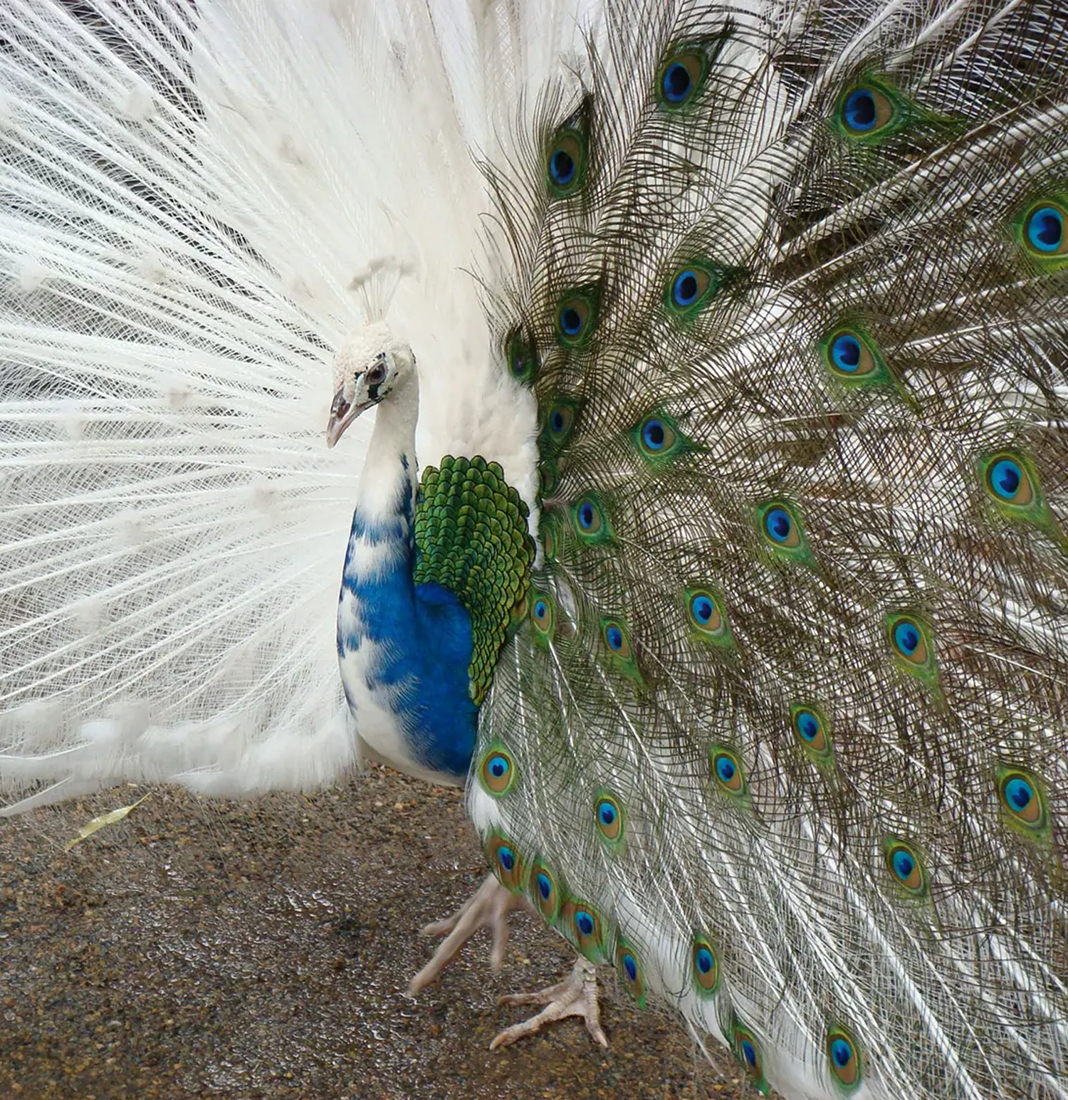 A chimeric peacock. The right half of its feathers are entirely white while the left half are the traditional brown, green, and blue hues. A chimeric peacock. The right half of its feathers are entirely white while the left half are the traditional brown, green, and blue hues.