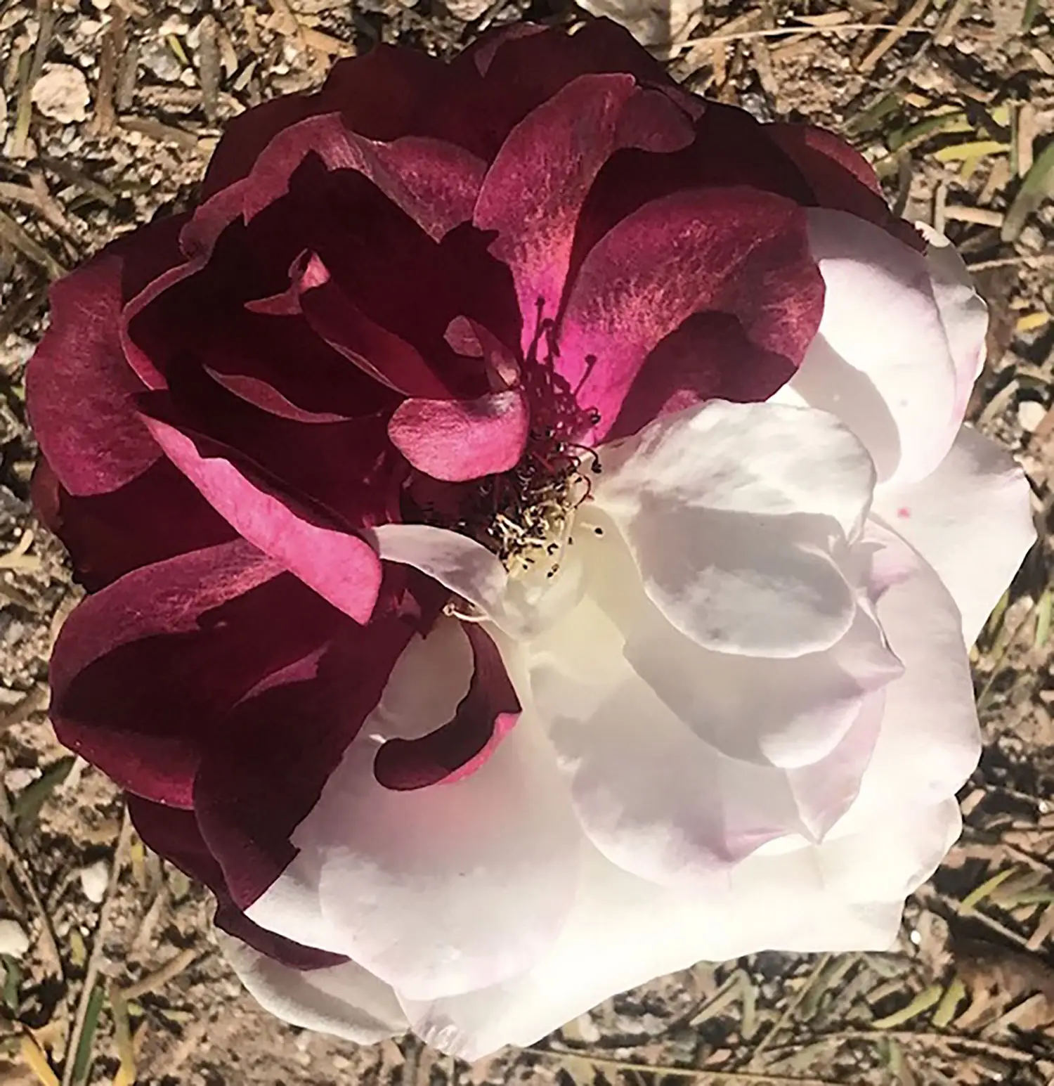 A chimeric rose appears perfectly split where one side is a pristine white and the other is a deep magenta. A chimeric rose appears perfectly split where one side is a pristine white and the other is a deep magenta.