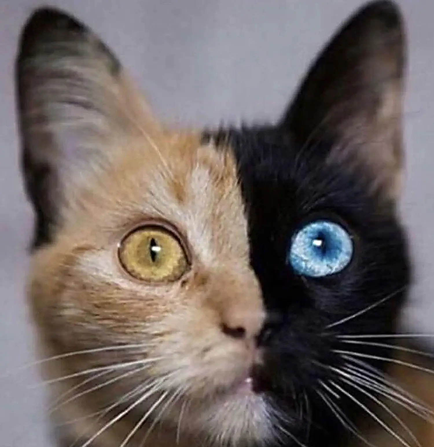 A chimeric cat whose right side is orange with an orange eye, and its left side is black with a striking blue eye. The two colors are split as if by a single line running perfectly down the middle. A chimeric cat whose right side is orange with an orange eye, and its left side is black with a striking blue eye. The two colors are split as if by a single line running perfectly down the middle.