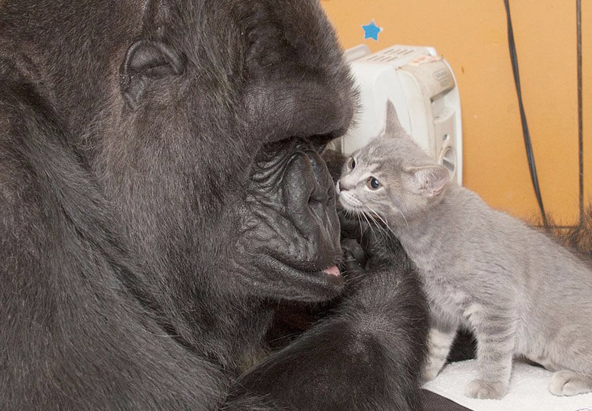 Koko sharing affection with her kitten. Koko sharing affection with her kitten.
