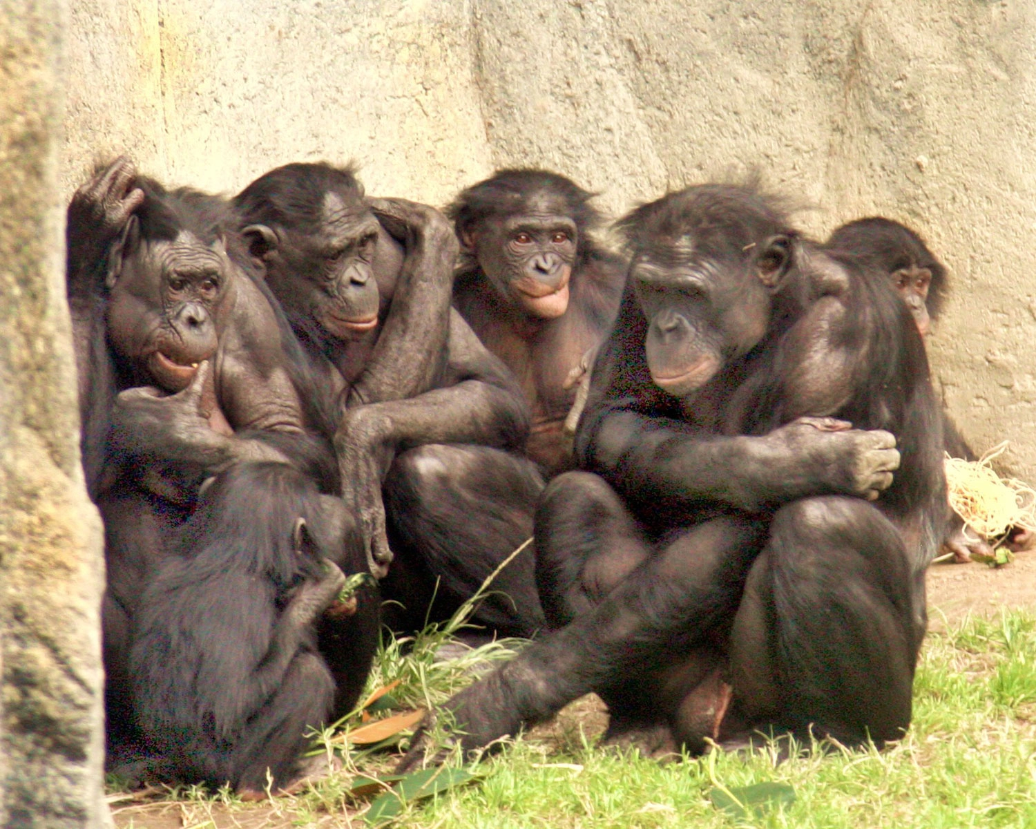 A group of bonobo monkeys. A group of bonobo monkeys.