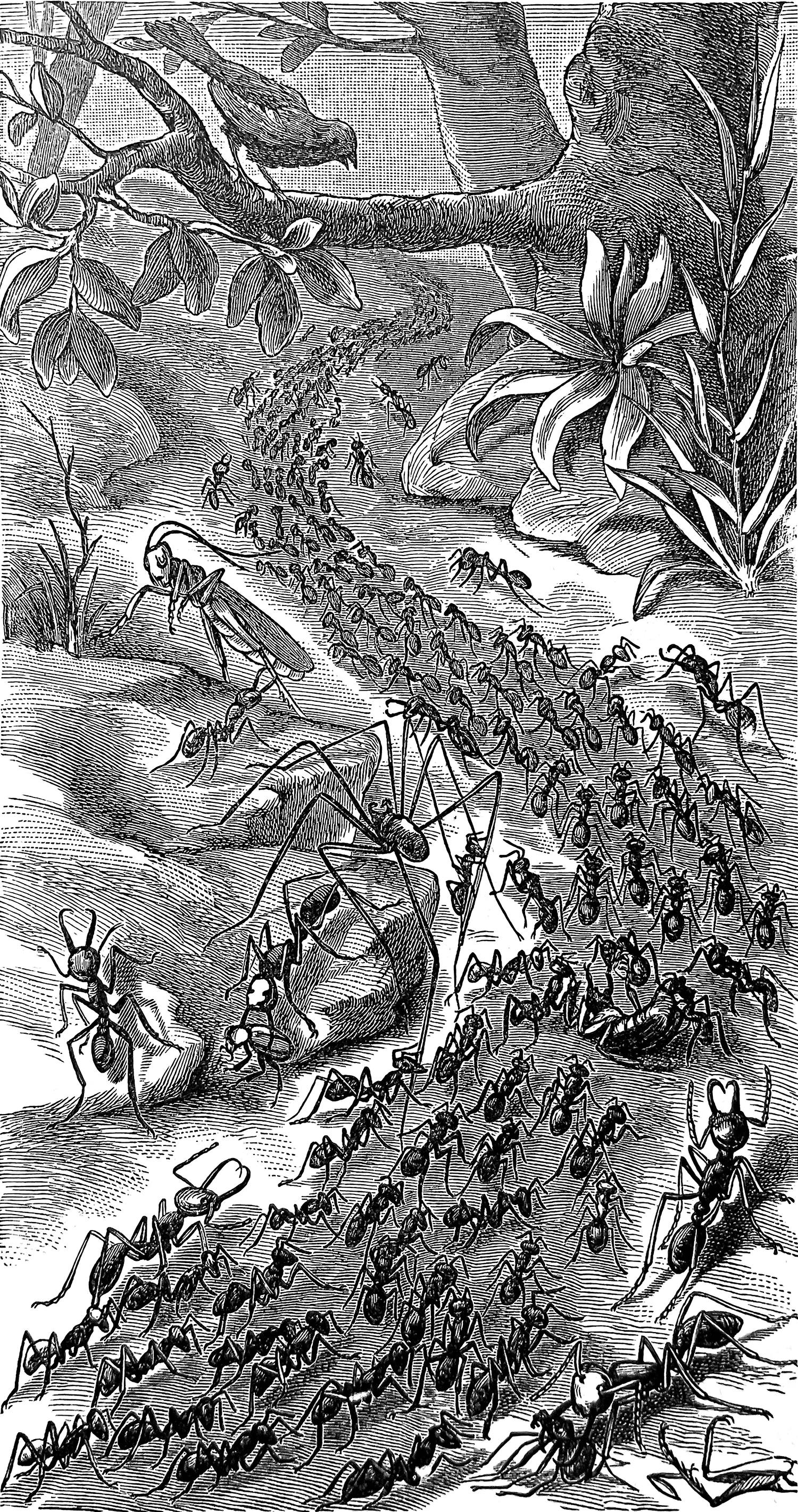 An ant colony. An ant colony.