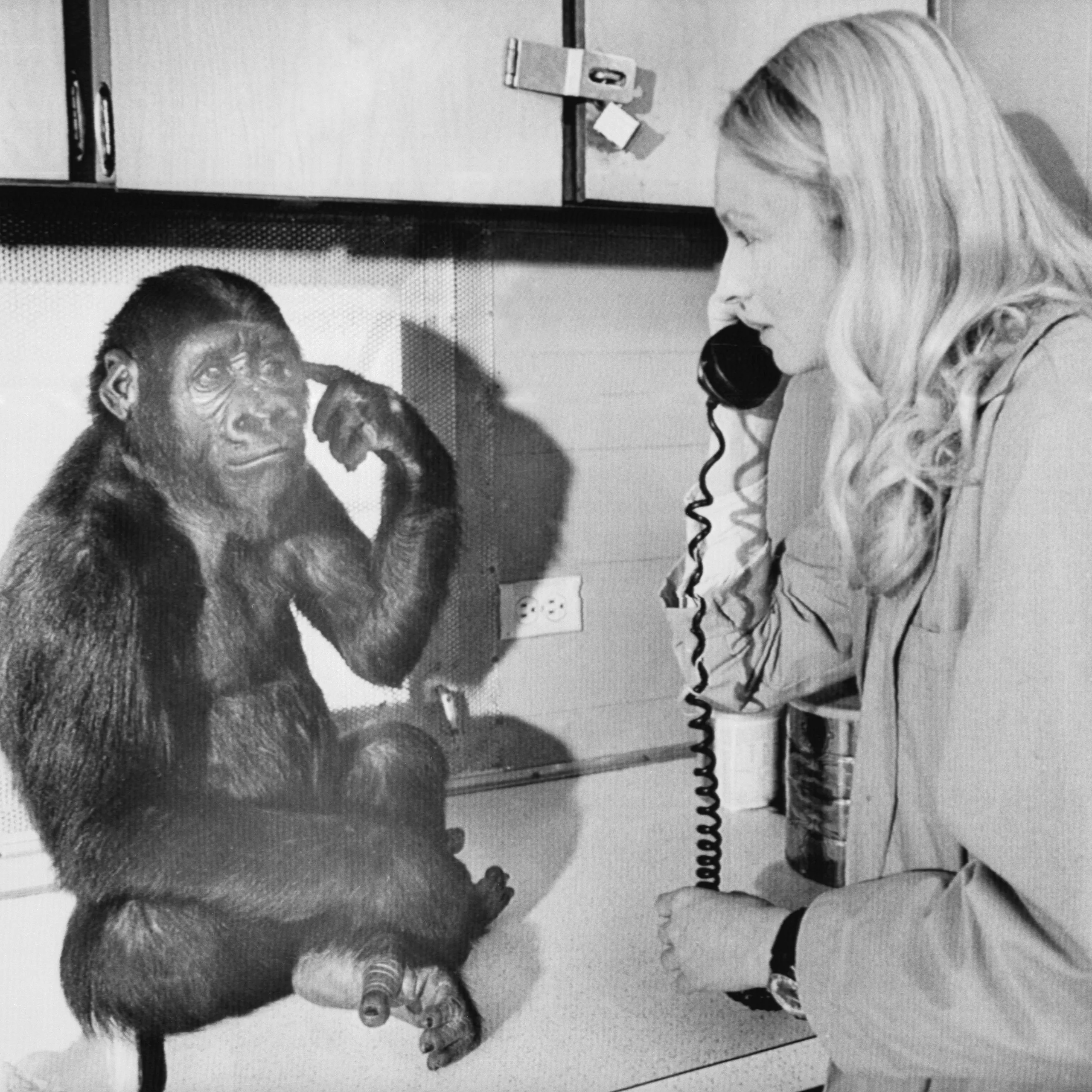 The young gorilla, Koko, signs with Penny Patterson, who is holding a phone. The young gorilla, Koko, signs with Penny Patterson, who is holding a phone.