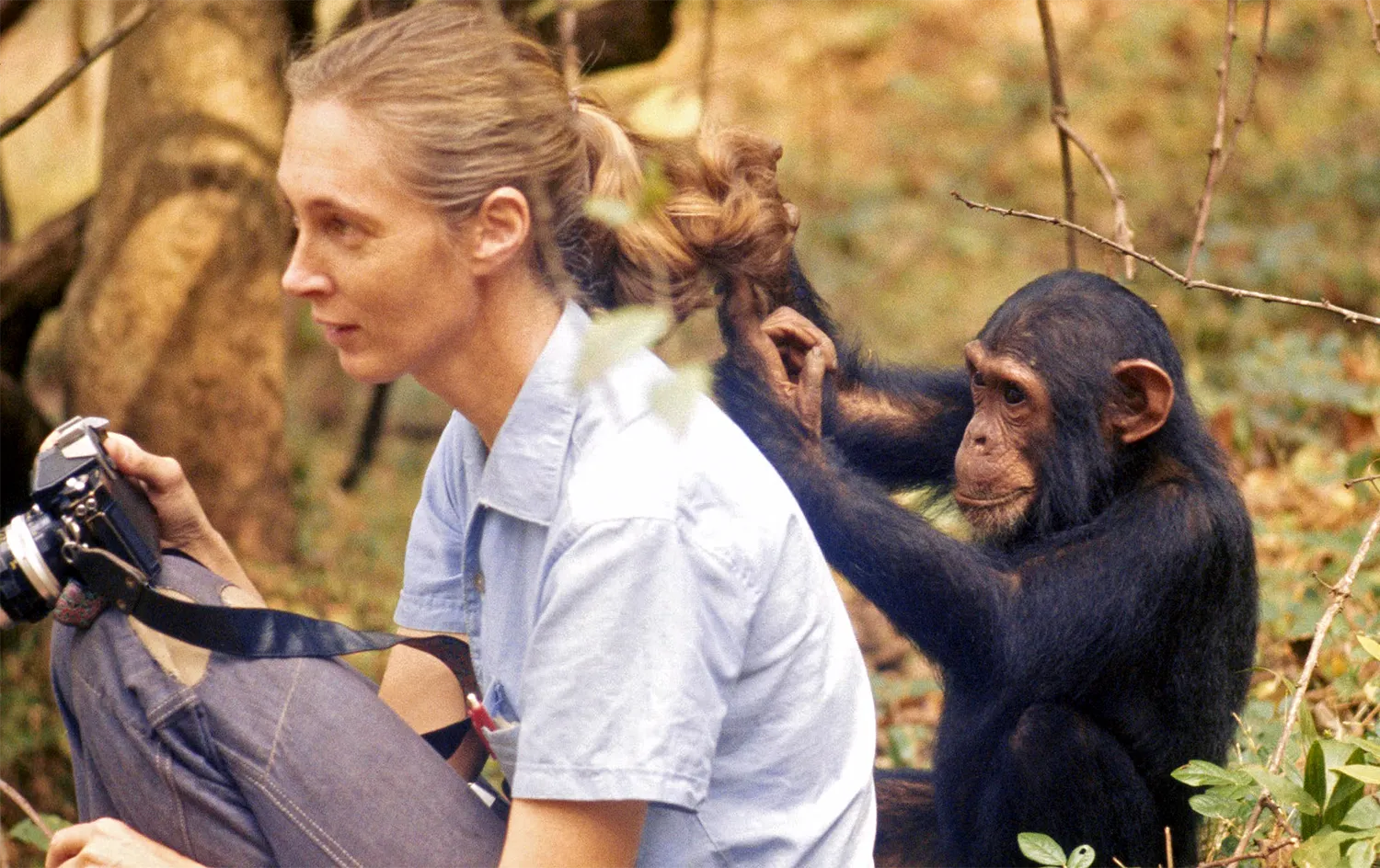A little chimpanzee plays with Jane Goodall’s hair. A little chimpanzee plays with Jane Goodall’s hair.