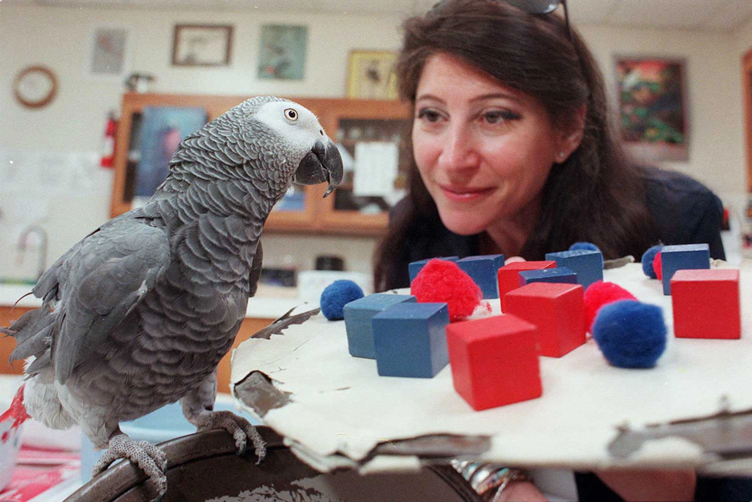 Alex the parrot sits in front of a tray of red and blue objects. Dr. Irene Pepperperg stares at him closely. Alex the parrot sits in front of a tray of red and blue objects. Dr. Irene Pepperperg stares at him closely.